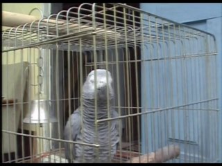 Вова говорит _ не понял-повторяю.