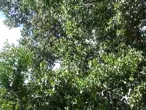 Les Marais de Coulon 090810