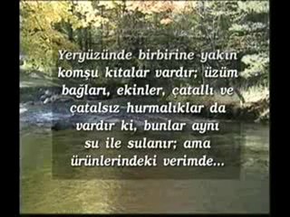 Bitkilerin renkleri
