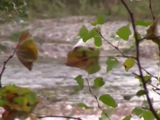 les oiseaux des ramieres