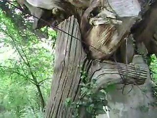 CANBAZLI SELVİ AĞACI