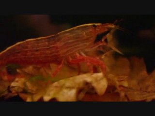Crevettes