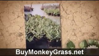Buy Monkey Grass