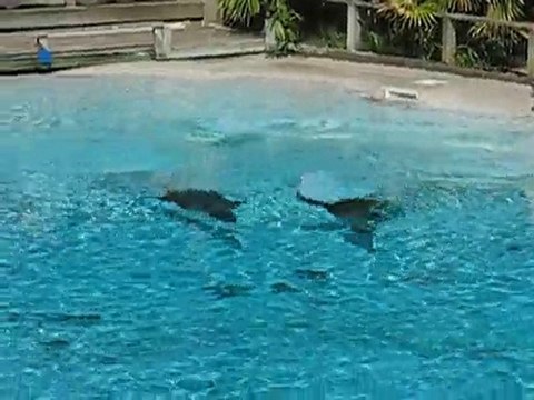 La Flèche : otaries zoo