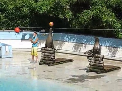 La Flèche : otaries zoo