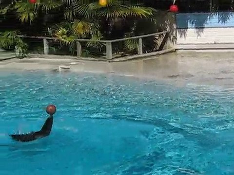 La Flèche : otaries zoo