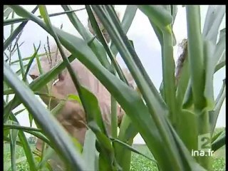 20 heures le journal : [émission du 21 Juillet 2006]