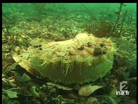 20 heures le journal : [émission du 6 Août 2006]