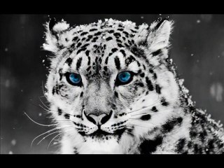 apocalyptica buzmavisi ilkAy OnAy