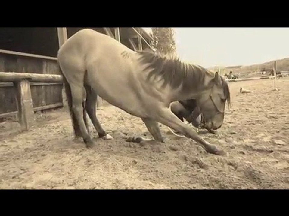 SUN - Ethologie - 1ère révérence