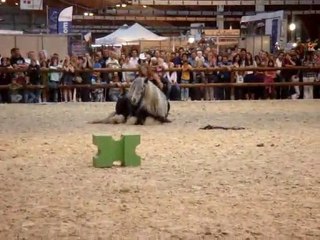 Equid'espace 2010 Cynthia, Tao & Mélie