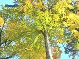 Plus de bois exploitable dans les forêts alsaciennes!