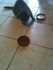 Chat versus paté =D