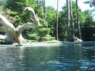 La Flèche : ours zoo