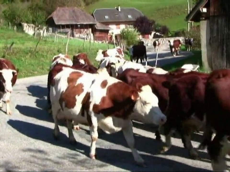 First Snow of Winter & the return of the cows from pastures