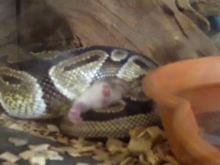 REPAS PYTHON
