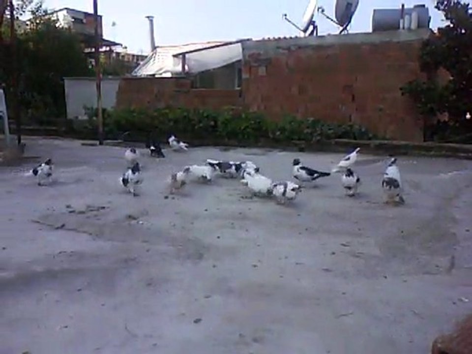 Aydın Yerlisi
