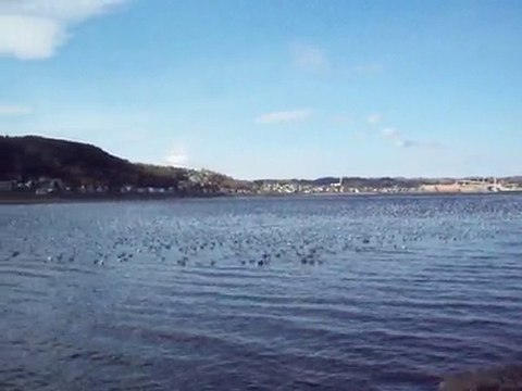 manifestation d'oies blanches