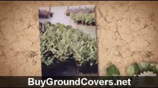 Buy Ground Covers