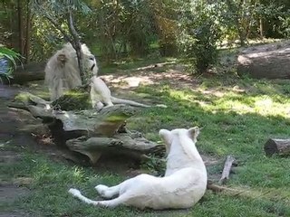 La Flèche : lions zoo