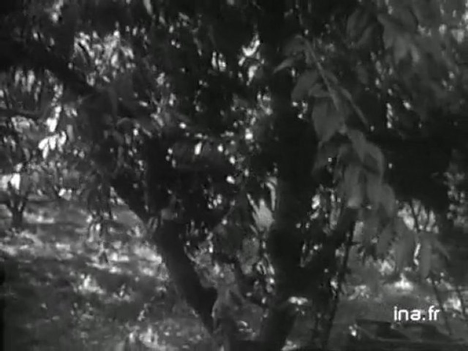 Information Première : émission du 1 aout 1972