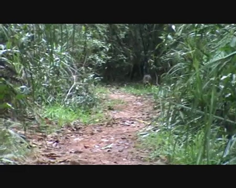 Animaux d'Australie, musique : Yann Tiersen