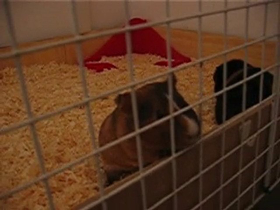 Eliott et les filles dans leur cage