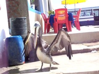Le pélican de Paracas