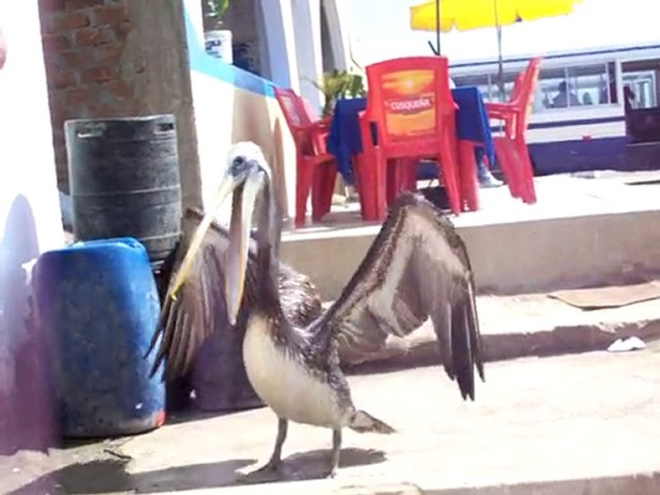 Le pélican de Paracas