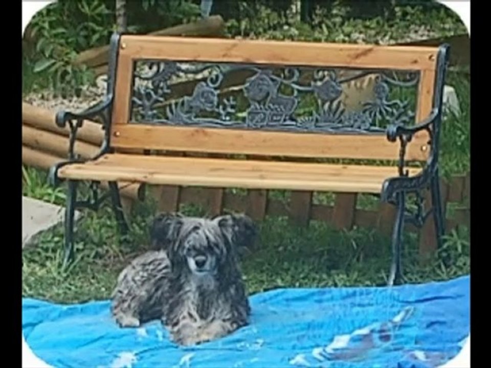 Chiens Chinois houppettes