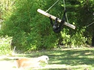 La Flèche : singes zoo