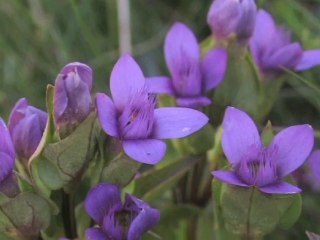 Voyage au cœur des Fleurs de Bach