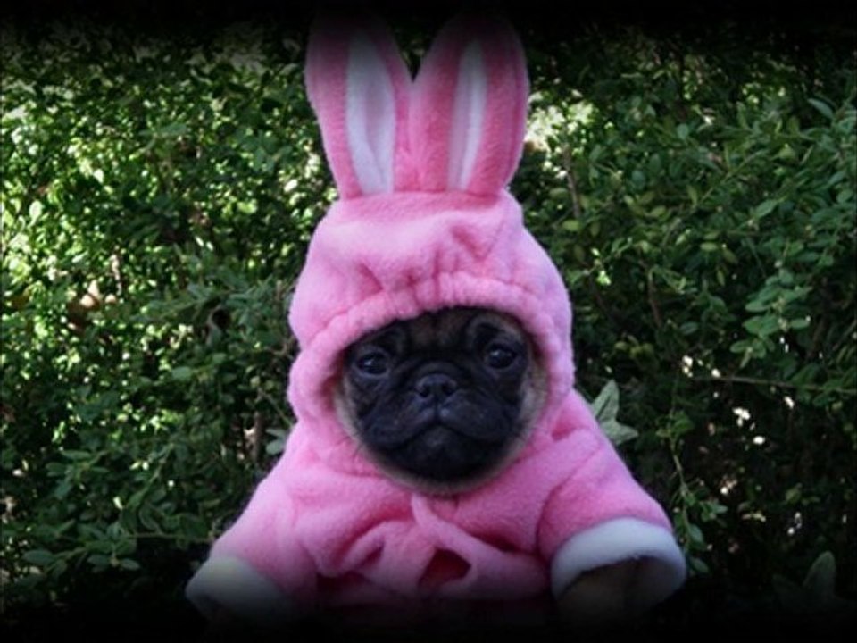 Funniest Looking Dogs