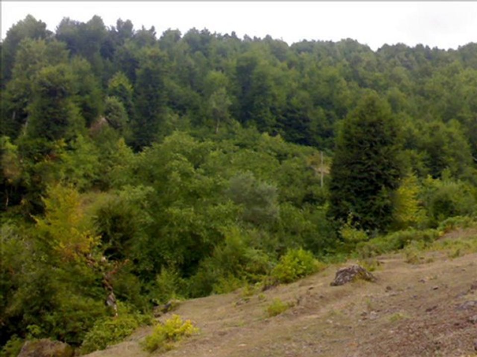 TOKAT SARMASI