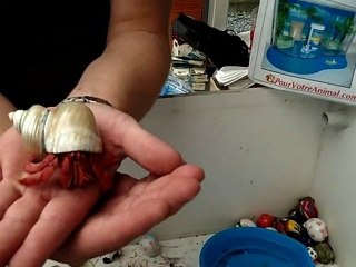 Bernard l'ermite domestique !