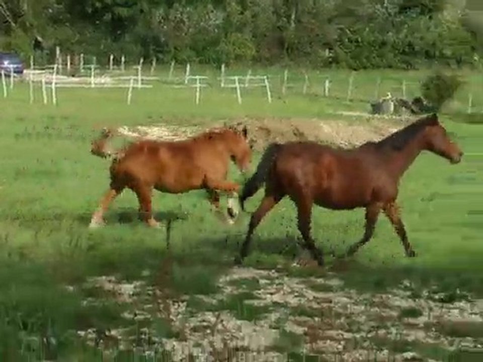 Tabou : galop à droite OK