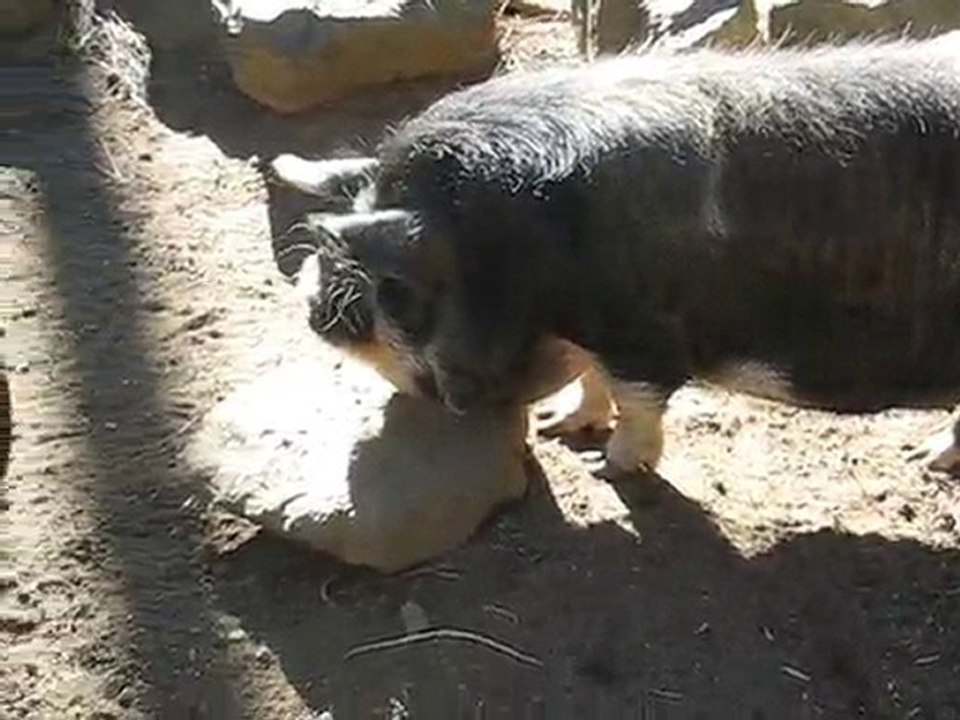 La Flèche : "cochons noirs" zoo