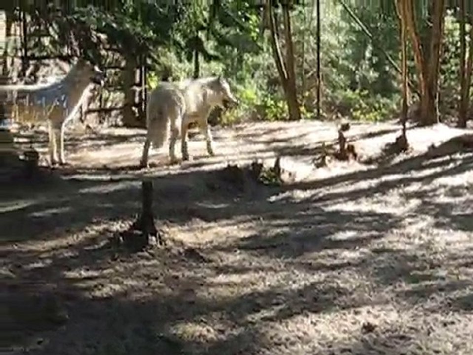 La Flèche : loups zoo