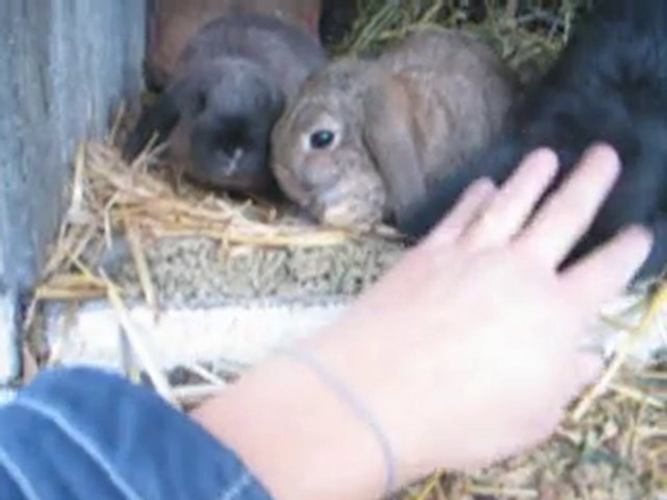 lapin nain bélier de 2 mois couleur gris garenne