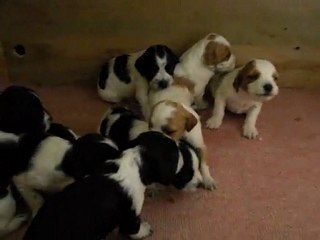 Les Petits de Breizh et de Beg-du