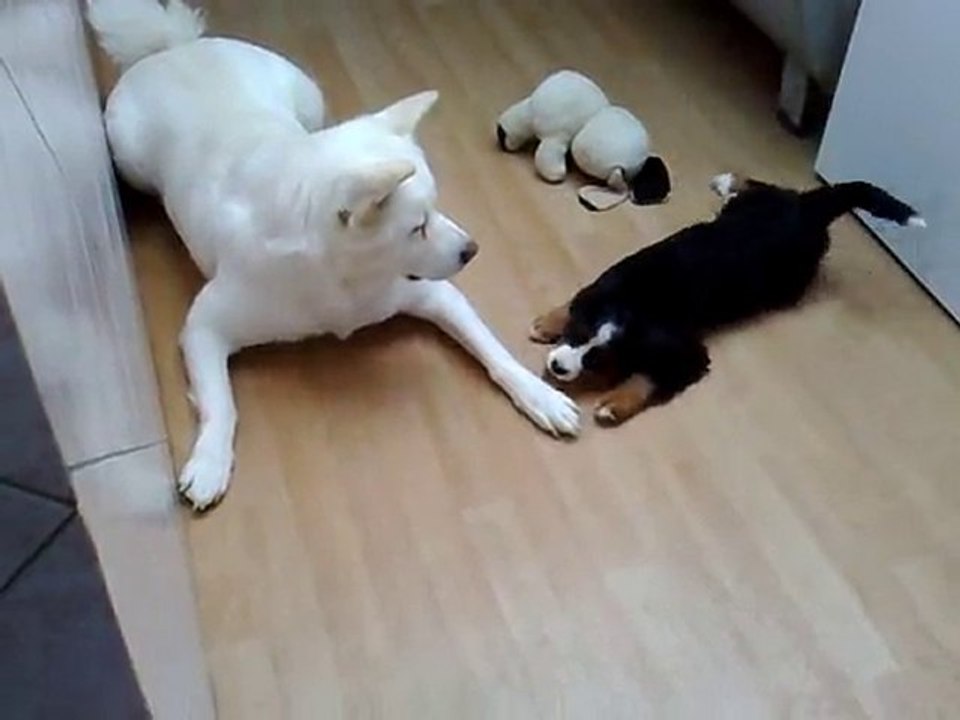 akita inu oliver et l'arrivée d'un bouviers bernois  a 2 mois tina