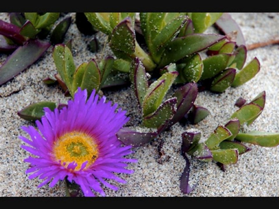 Ne aglarsin benim zulfu siyahim