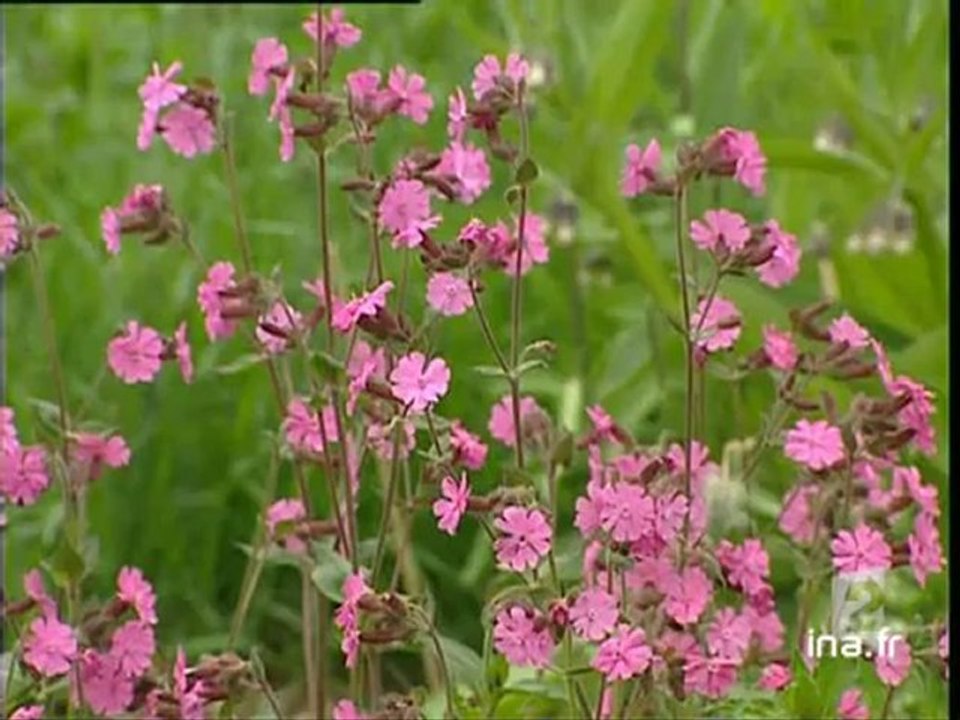 Mauvaise herbe
