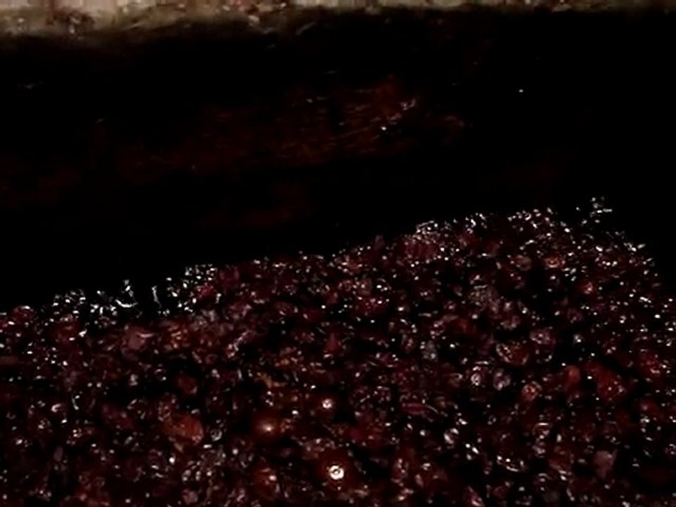fermentation