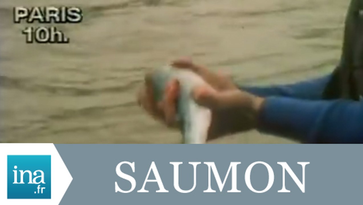 Un saumon pêché dans la Seine à Paris - Archive INA