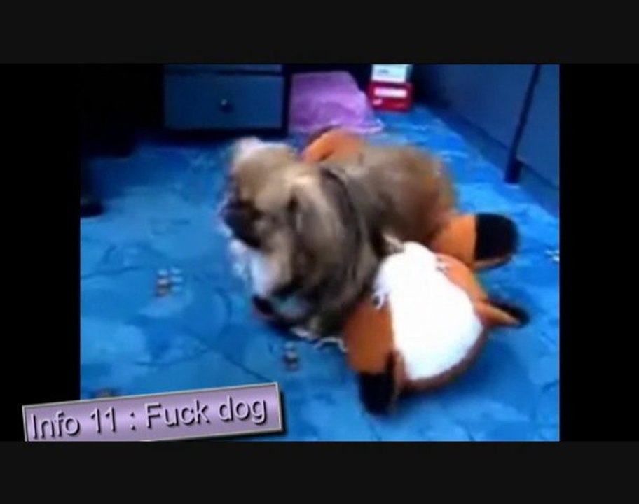12 infos de Moketo : Des sex toys... pour chien !