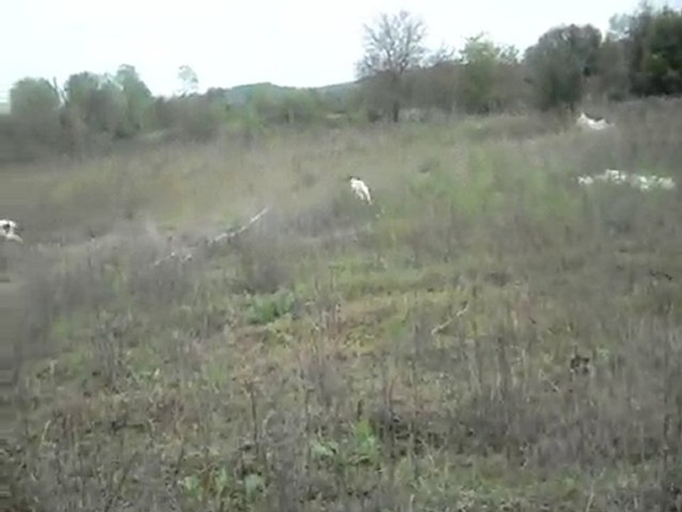 BILDIRCIN FERMASI
