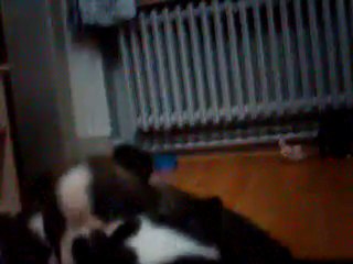 les boston terriers déchainés