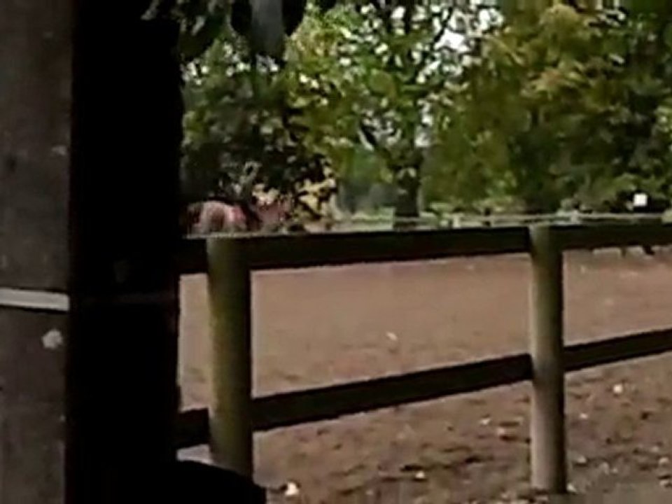 Laser qui sa défoule