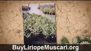 Buy Liriope Muscari